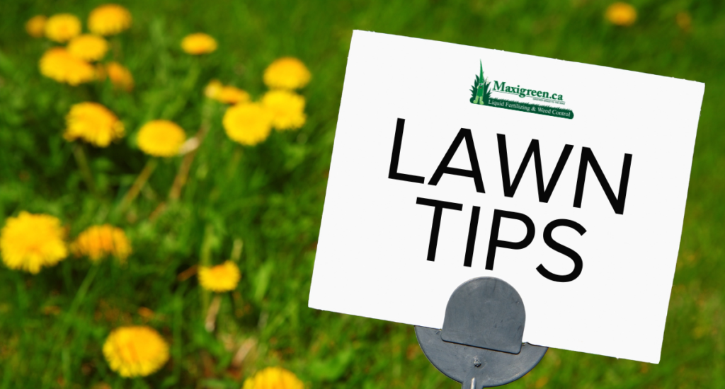 Maxigreen’s Top Lawn Tips for Optimal Results in Edmonton: Fertilizer and Weed Control Insights