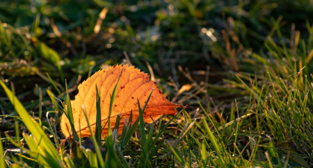 Preparing Your Lawn for Spring: Essential Lawn Care Tip