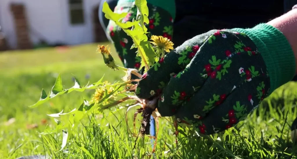 Winning the Weed War: Eco-Friendly Weed Control in Alberta