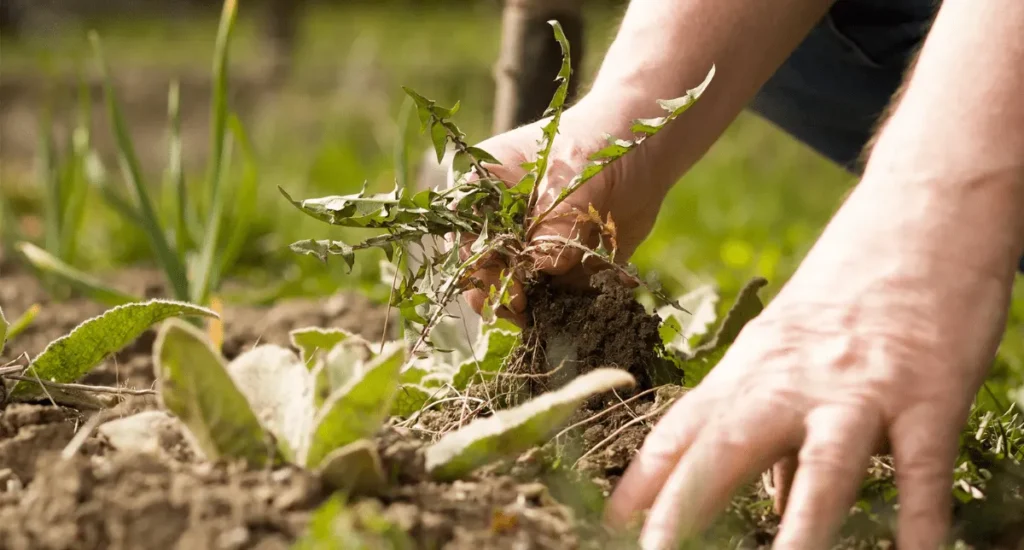 Why Weed Control and Fertilization is Key to a Healthy Lawn