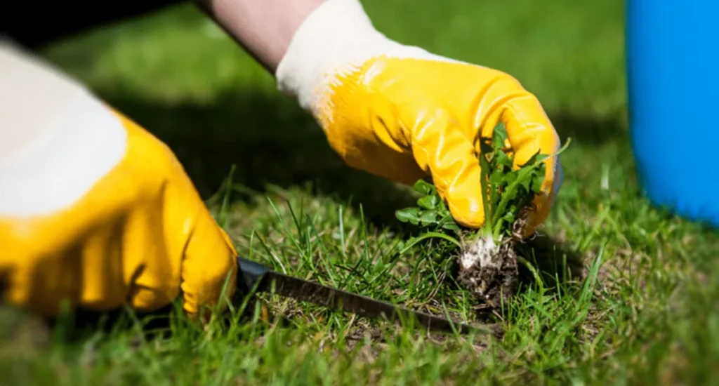 The Essential Guide to Lawn Fertilization in Calgary