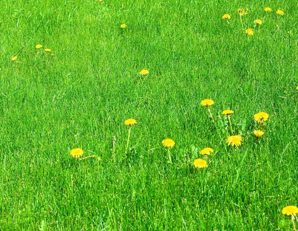 Preparing Your Lawn for Spring: Essential Lawn Care Tips